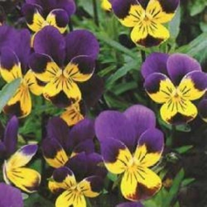 Picture of Herb Heartsease (Viola Tricolor)
